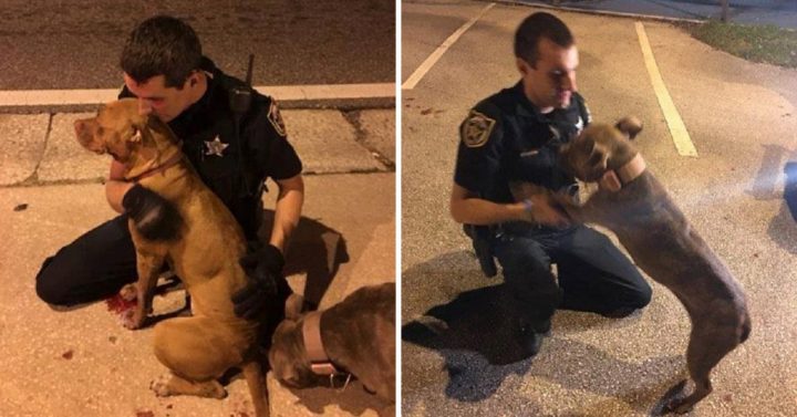 Cops Rescue Two Scared Pit Bulls From The Street And Refuse To Leave Them Alone Until Help Arrives