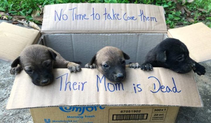 A Kind-Hearted Boy Saved Three Puppies Left Outdoors in a Box (Video)