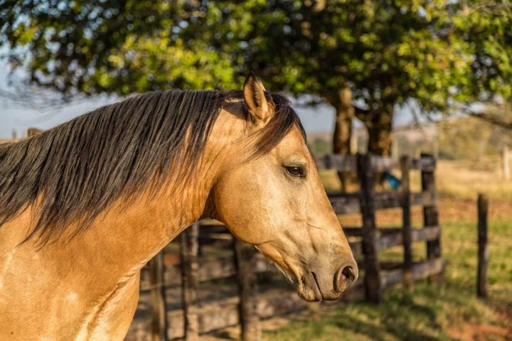 BUCKSKIN STALLION HORSE SHOWS OFF HIS GREATNESS AFTER BEING FREED BY HIS MASTER