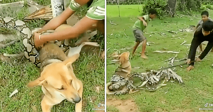BRAVE BOYS FIGHT OFF HUGE SNAKE WITH STICKS AND LEAVES AFTER IT WRAPS ITSELF AROUND PET DOG AND SUFFOCATE HIM