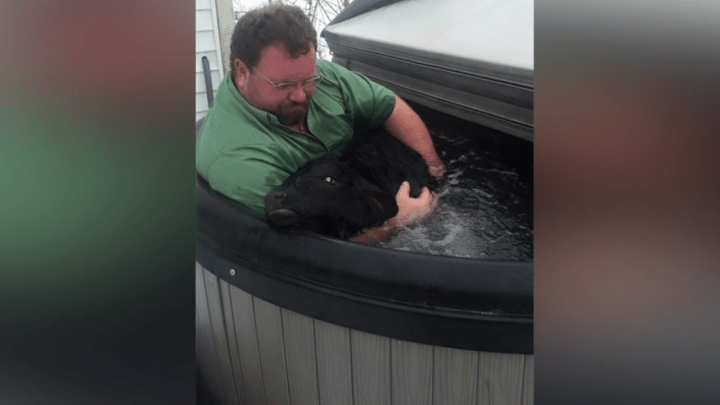 Farmer finds newborn calf freezing in the snow — and saves his life with a hot tub