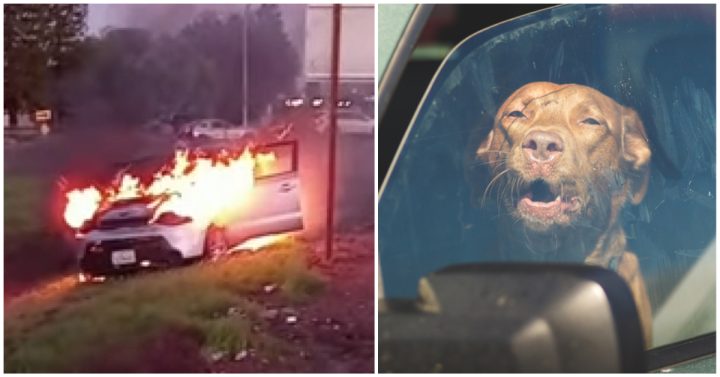 Amazon delivery driver saves dog trapped in burning car