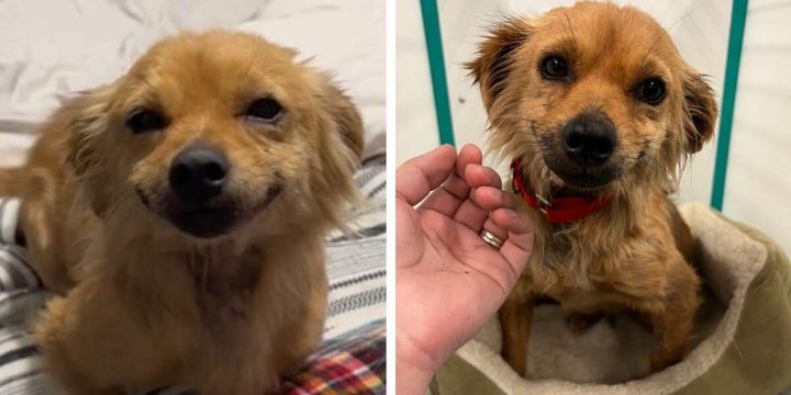 Dog named ‘Smile’ won’t stop smiling after being rescued from hoarding situation