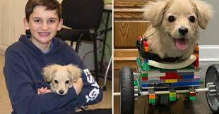 Abandoned puppy only has two legs, so a 12-year-old made her a wheelchair out of LEGO