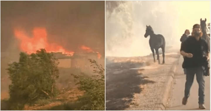 THIS BRAVE OLD HORSE RAN INTO A BURNING STABLE TO RESCUE YOUNGER HORSES