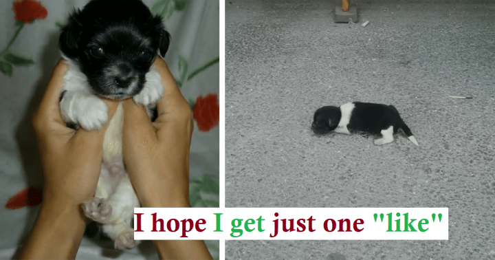 Newborn puppy Was Dumped on The Street, Crying – Still Finds It In Himself To Trust Humans