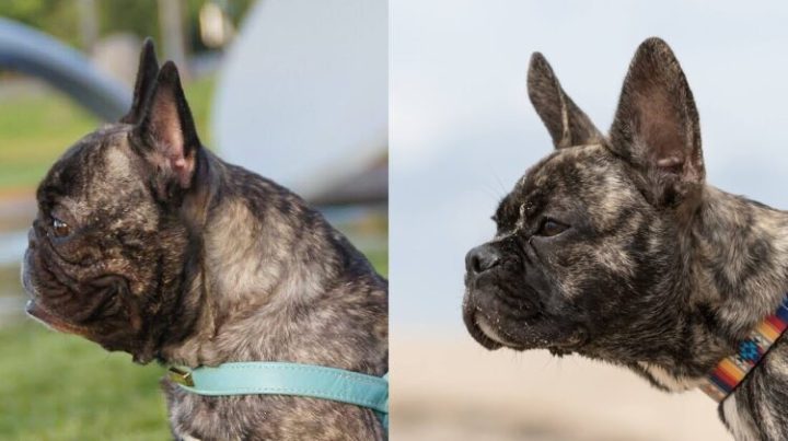 The Frenchies that win by a nose