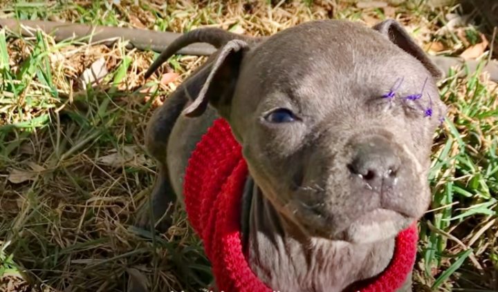 TINY PUP MELTS 8 MILLION HEARTS WHEN SNUGGLES INTO MAMA DOG WHO LOST HER PUPPIES