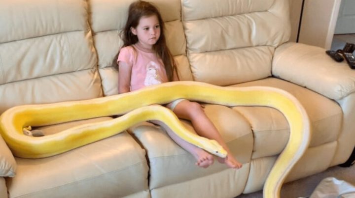 ”The most gentle snake”: 7-year-old girl has tea parties with her 16 ft-long pet python Cher