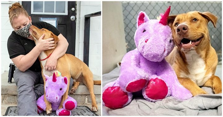 Stray dog keeps sneaking in to store to steal stuffed unicorn, so officer buys it for him