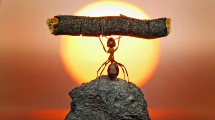 the fantasy world of ants 4 750x420 1