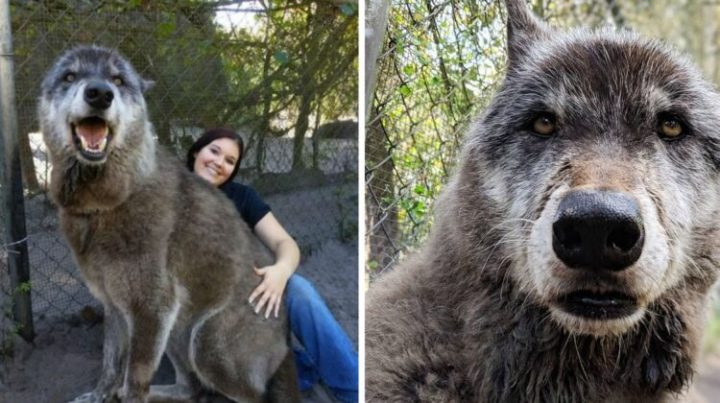 When The Owner Could No Longer Handle Him, The Wolfdog Was Abandoned at a Kill Shelter; Fortunately, Our Sanctuary Saved Him