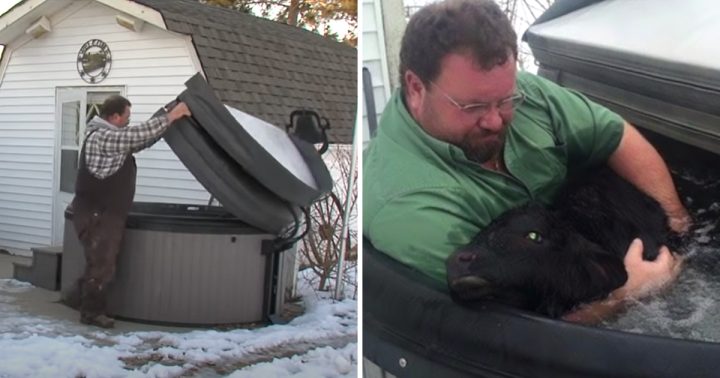 Farmer Finds Calf Cow Freezing In The Snow Put Her In Hot Water Tub To Warm Her