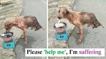 THIS ABANDONED DOG WITH ONLY TWO LEGS SURVIVED, BUT NOBODY HELPED