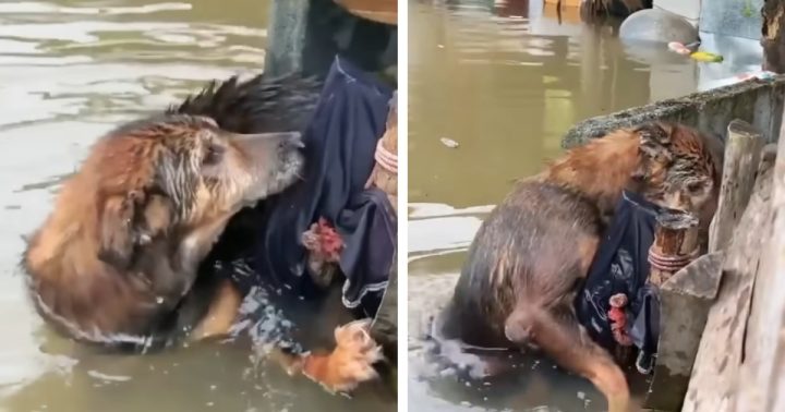 Rescue  Of  Homeless Dog Drowning In Flood With A Heartbroken