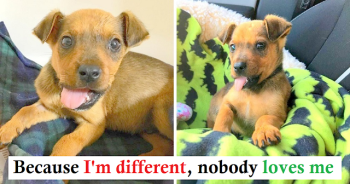They Broke His Jaw And Threw Him Out Of A Moving Car, But He Still Gives Kisses