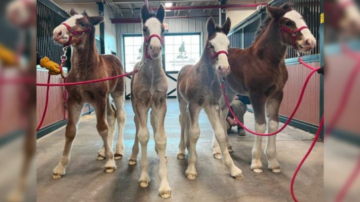 FOUR NEW BUDWEISER CLYDESDALES BORN AT WARM SPRINGS RANCH