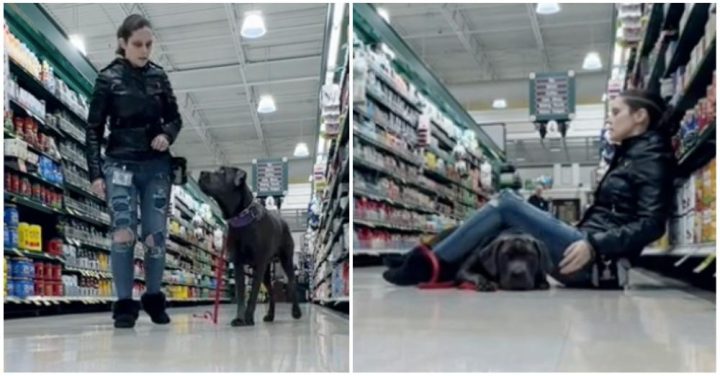 Service Dog Saves The Day After Owner Has Seizure In Grocery Store