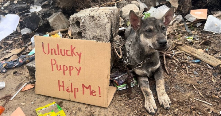 Abandoned Puppy With The Words:Unlucky Puppy – Help Me!