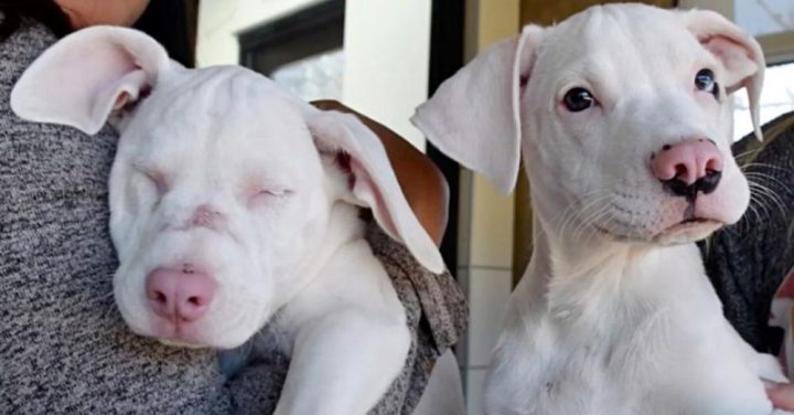 Blind and deaf shelter pup and her guide dog brother are inseparable – now up for adoption