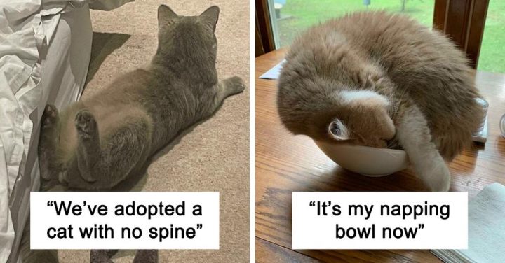 29 Times Cats Confused Their Humans So Much, They Got Posted On The “What’s Wrong With Your Cat” Online Group (New Pics) 