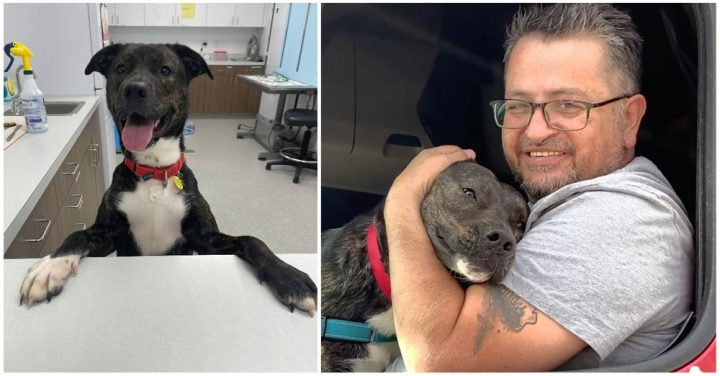 Dog Rescued From Euthanasia Gets Adopted After 372 Days In Shelter