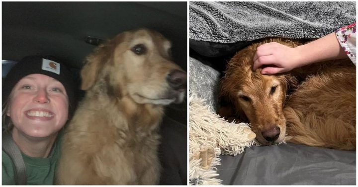 ‘Best day of my life’: Woman Reunites With Golden Retriever Who Was Lost During Car Crash