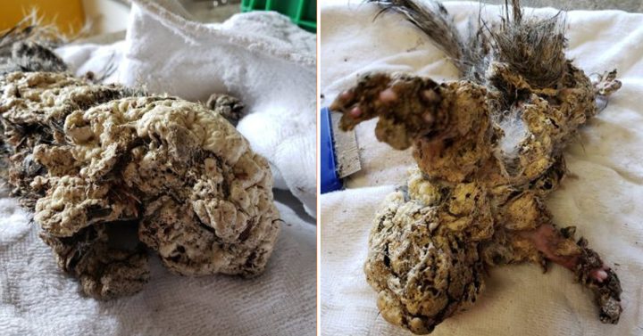 Teens Act Fast To Help A Frozen Creature Crawling Down The Road