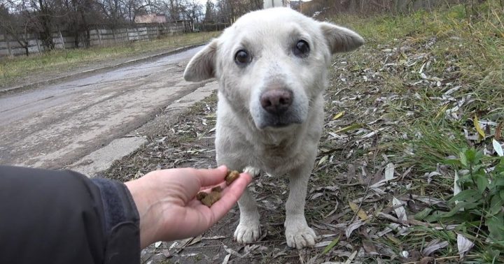 RESCUE OF A SCARED HOMELESS DOG WITH A BROKEN HEART! (VIDEO)
