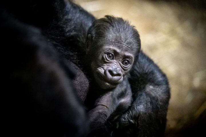 Zoo Celebrates Birth Of Critically Endangered Western Lowland Gorilla