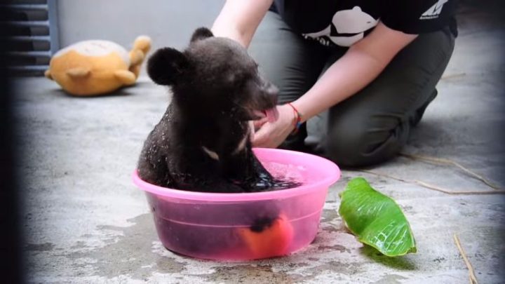 Too Cute To Be True 4-Month-Old Cub Gets A Bath, But Don’t  Miss When He Grabs The Apple