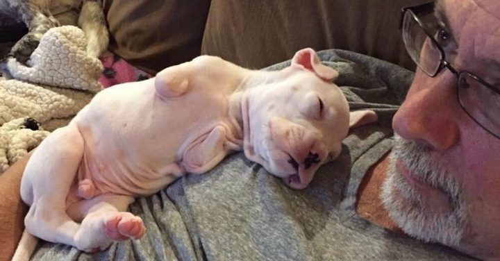Foster Dad Refuses to Euthanise Puppy Born Without Front Legs, Decides To Give Him A Second Chance