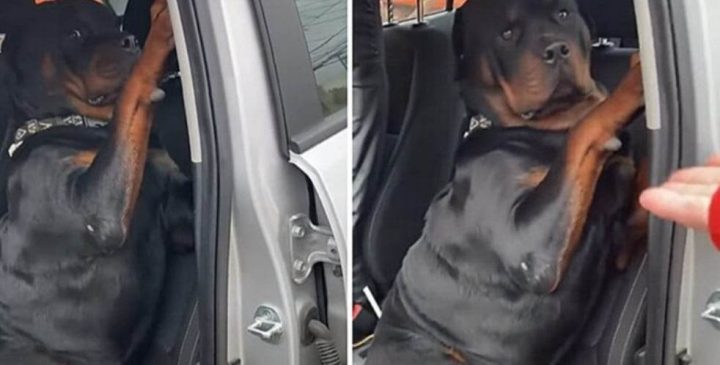 Rottweiler Dog Does Not Accept End Of Walk, Refuses To Get Out Of Car..(VIDEO)
