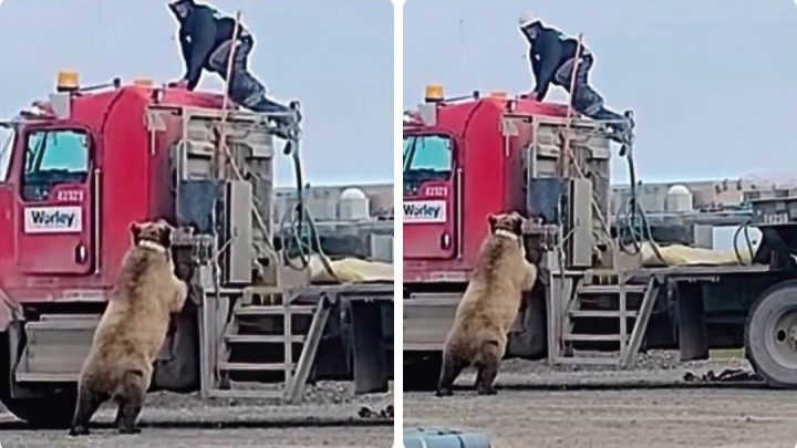(VIDEO) GRIZZLY BEAR CHASES OIL-FIELD WORKER ONTO CAB OF TRUCK
