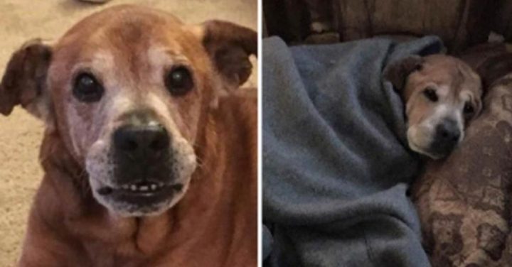 Couple adopt 17-year-old dog from shelter, he stays alive long enough to meet human sister