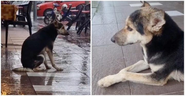 Dog Waits Outside In The Rain Every Day For Owner — Viral Video Leads To Reunion