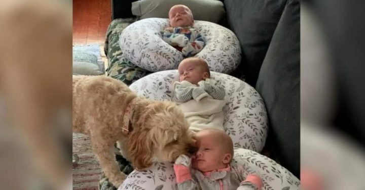 Sweet Dog Checks In On Newborn Triplets Every Day