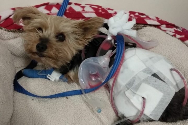 Heroic Yorkie fends off a coyote to save her 10-year-old owner