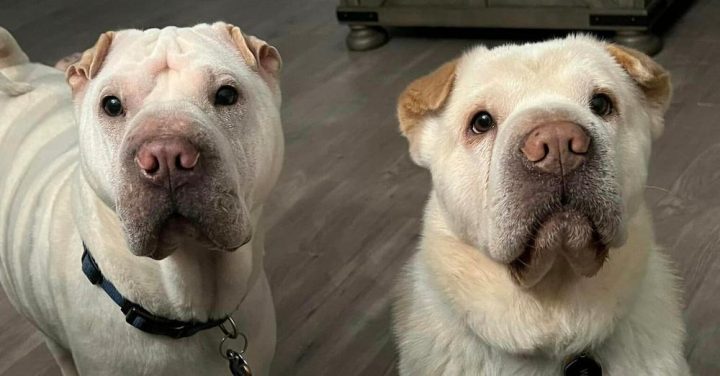 Couple Adopts Shelter Dog, Then Finds Out He’s Their Dog’s Brother