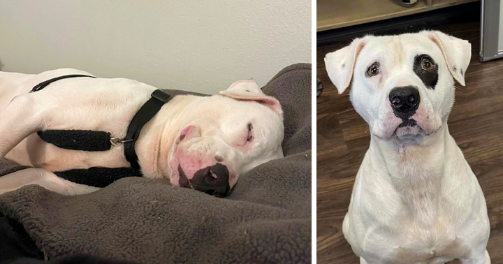 Longest shelter resident falls asleep smiling when he finally finds a family
