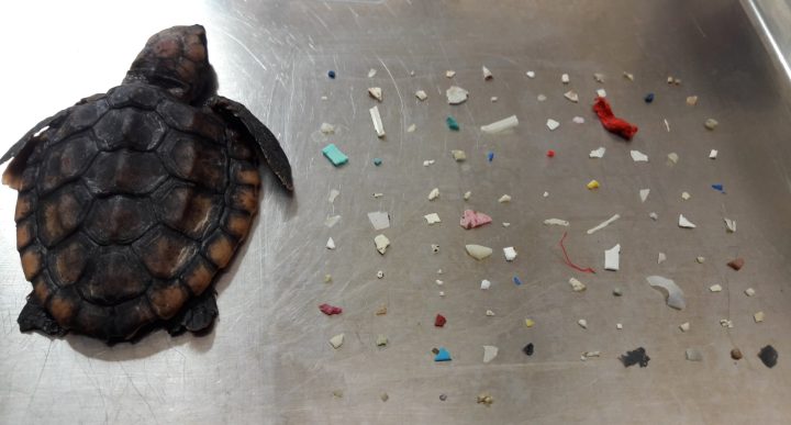 Heartbreaking photo reveals baby turtle’s cause of death