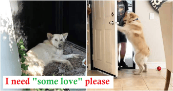 Dog Got Kicked Hard In The Stomach Was Rescued And Found A Good Home