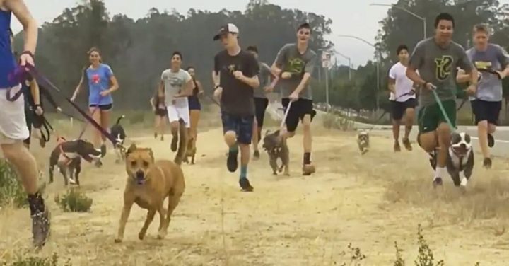 High School Cross-Country Team Brings Local Shelter Dogs Along On Their Morning Run