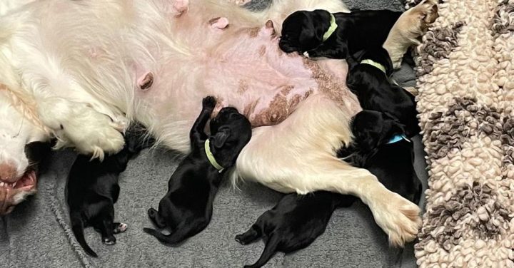 Police Officers Save The Lives Of 6 Puppies Tied Up In Bag: ‘Right Place, Right Time’