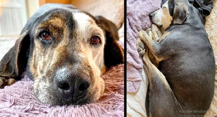 The Dog Has Lived All His Life In The Garage, For The First Time Has A Peaceful Sleep In A Real Bed