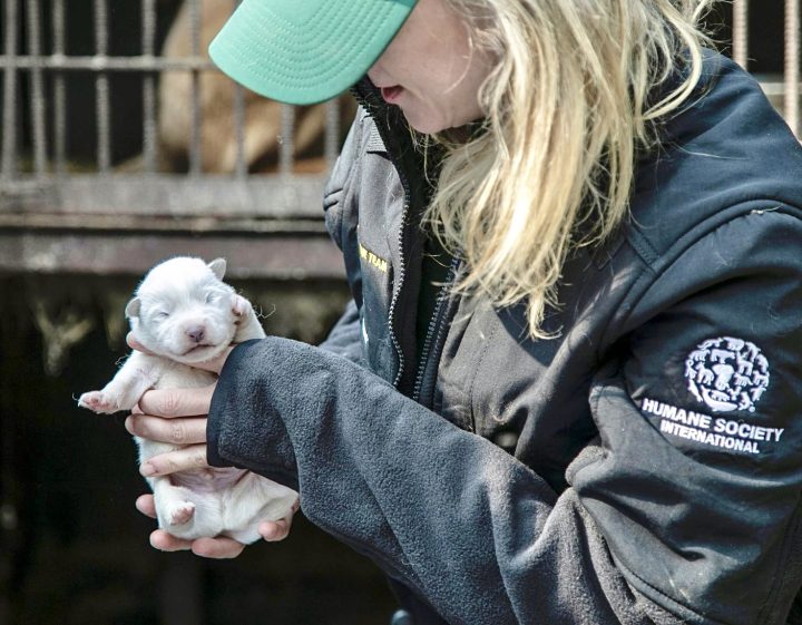 As South Korea Contemplates A Ban On The Dog Meat Trade, 18th Dog Meat Farm Shuts Down In The Country