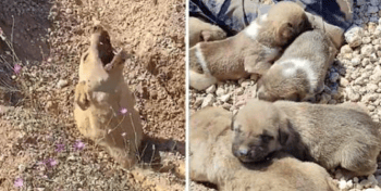Buried As Much As Her Neck, Canine Howled With All Her Might Asking To Store Her And Her Dying Puppies Beneath The Floor