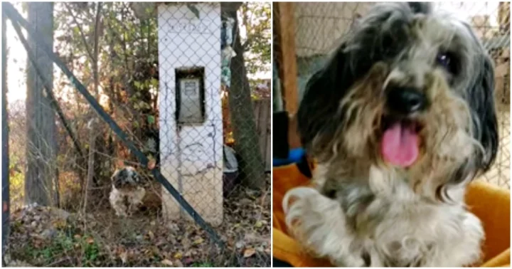 Little chained dog that had to eat off the ground, is given a bed and blanket