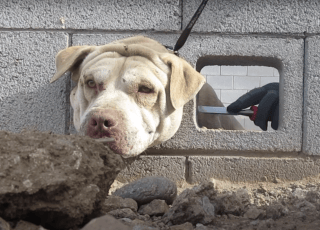 Stranger Finds Terrified Dog With His Head Wedged In A Cinderblock