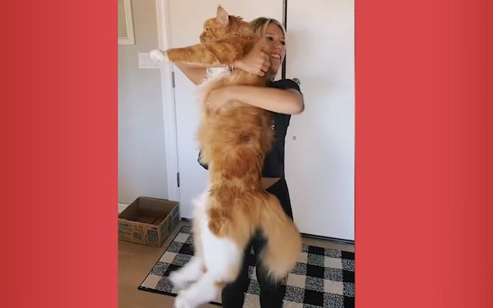 ‘Gentle Giant’ Cat Has Gotten So Big He Now Measures Over 4-Feet and Gets Mistaken for Dog
